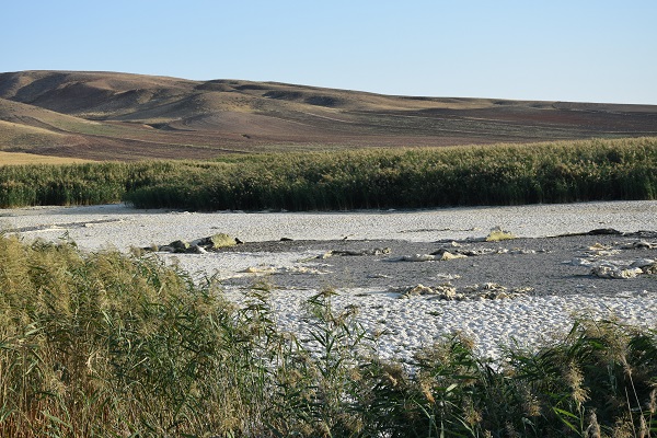 Foto - Göçmen kuşlara ev sahipliği yapan Gökgöl kurudu