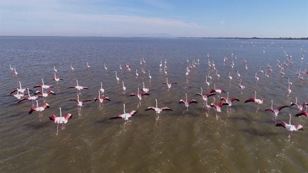 Foto - Göçmen kuşlardan Çukurova'da kartpostallık görüntüler 