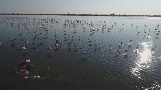 Foto - Göçmen kuşlardan Çukurova'da kartpostallık görüntüler 