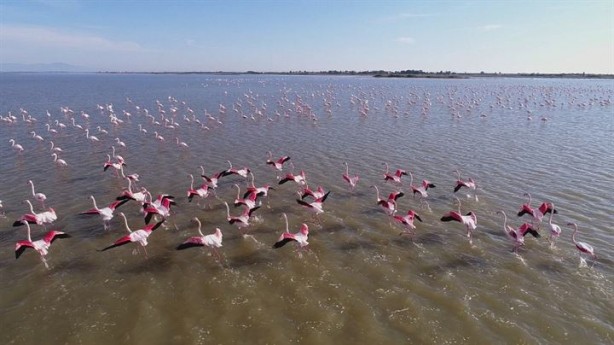 Foto - Göçmen kuşlardan Çukurova'da kartpostallık görüntüler 
