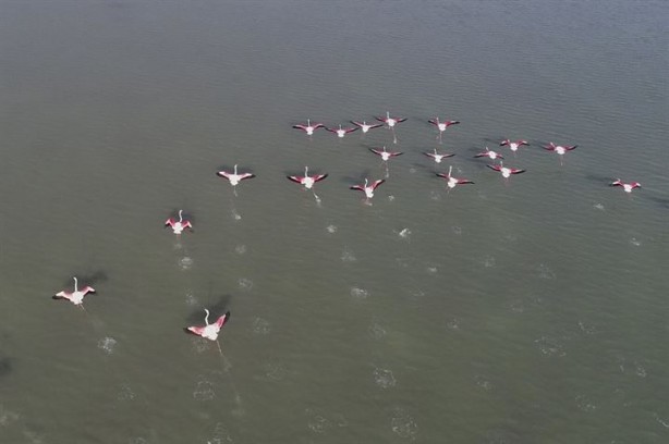 Foto - Göçmen kuşlardan Çukurova'da kartpostallık görüntüler 
