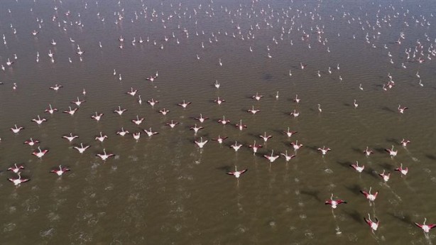 Foto - Göçmen kuşlardan Çukurova'da kartpostallık görüntüler 