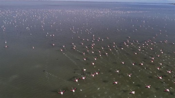 Foto - Göçmen kuşlardan Çukurova'da kartpostallık görüntüler 