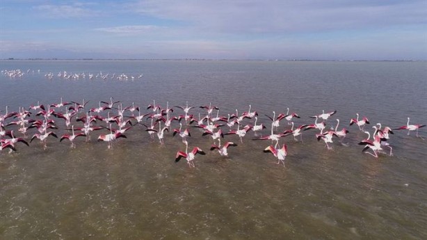 Foto - Göçmen kuşlardan Çukurova'da kartpostallık görüntüler 