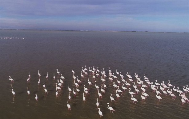 Foto - Göçmen kuşlardan Çukurova'da kartpostallık görüntüler 