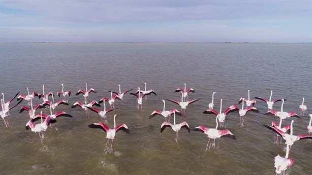 Foto - Göçmen kuşlardan Çukurova'da kartpostallık görüntüler 