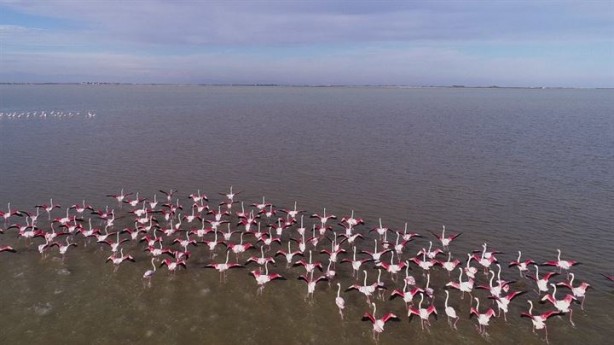 Göçmen kuşlardan Çukurova'da kartpostallık görüntüler 