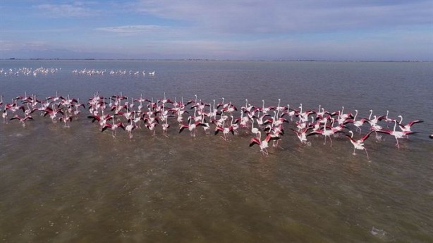 Foto - Göçmen kuşlardan Çukurova'da kartpostallık görüntüler 