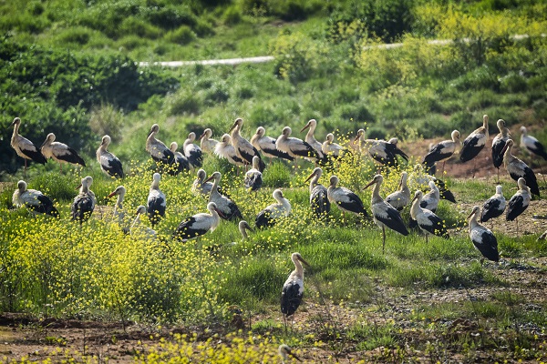 Foto - Göçmen kuşların merkezi: İstanbul