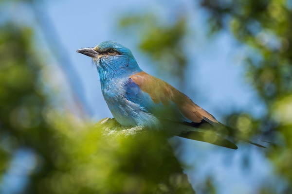 Foto - Göçmen kuşların merkezi: İstanbul