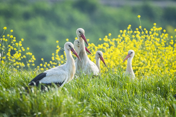 Foto - Göçmen kuşların merkezi: İstanbul