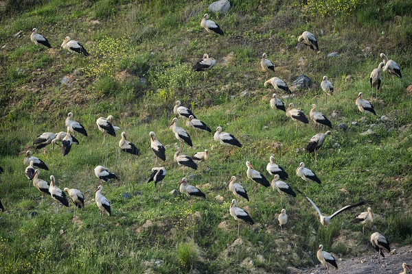 Foto - Göçmen kuşların merkezi: İstanbul