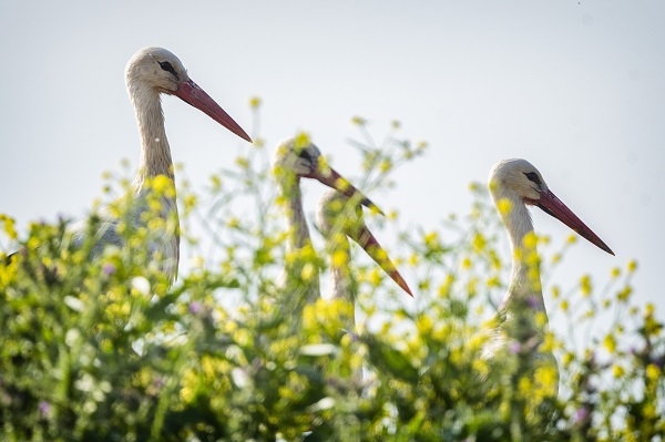 Göçmen kuşların merkezi: İstanbul