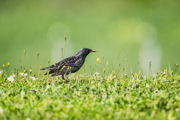 Foto - Göçmen kuşların merkezi: İstanbul