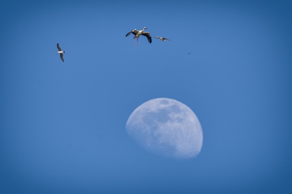 Foto - Göçmen kuşların merkezi: İstanbul