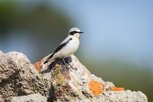 Foto - Göçmen kuşların merkezi: İstanbul
