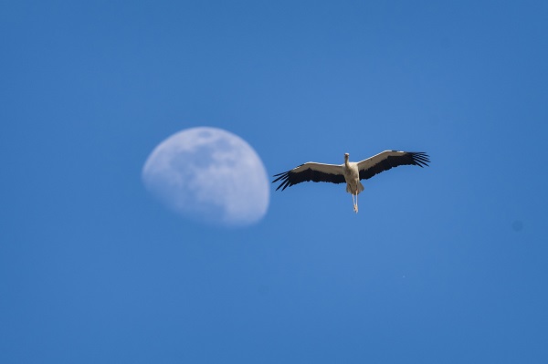 Foto - Göçmen kuşların merkezi: İstanbul
