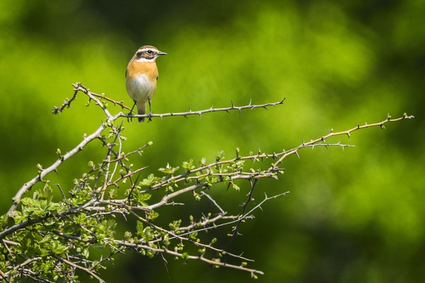 Foto - Göçmen kuşların merkezi: İstanbul