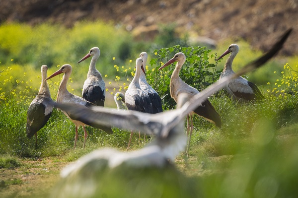 Foto - Göçmen kuşların merkezi: İstanbul