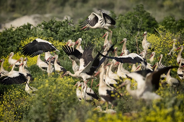 Foto - Göçmen kuşların merkezi: İstanbul