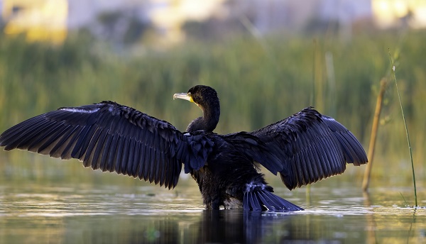 Göçmen kuşların mola noktası: Ekşisu Sazlığı