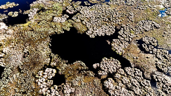 Foto - Göçmen kuşların mola yeri: Çalı Gölü