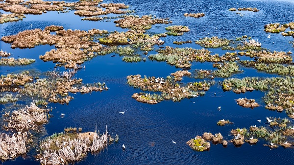 Foto - Göçmen kuşların mola yeri: Çalı Gölü