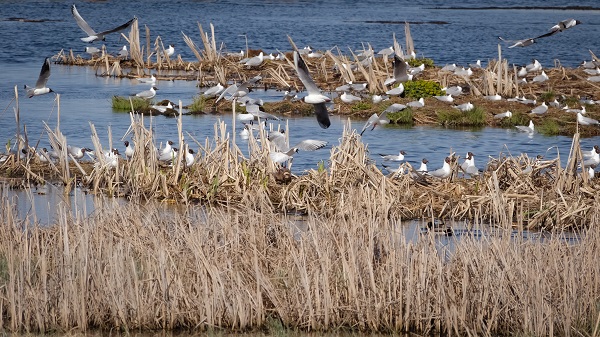 Foto - Göçmen kuşların mola yeri: Çalı Gölü
