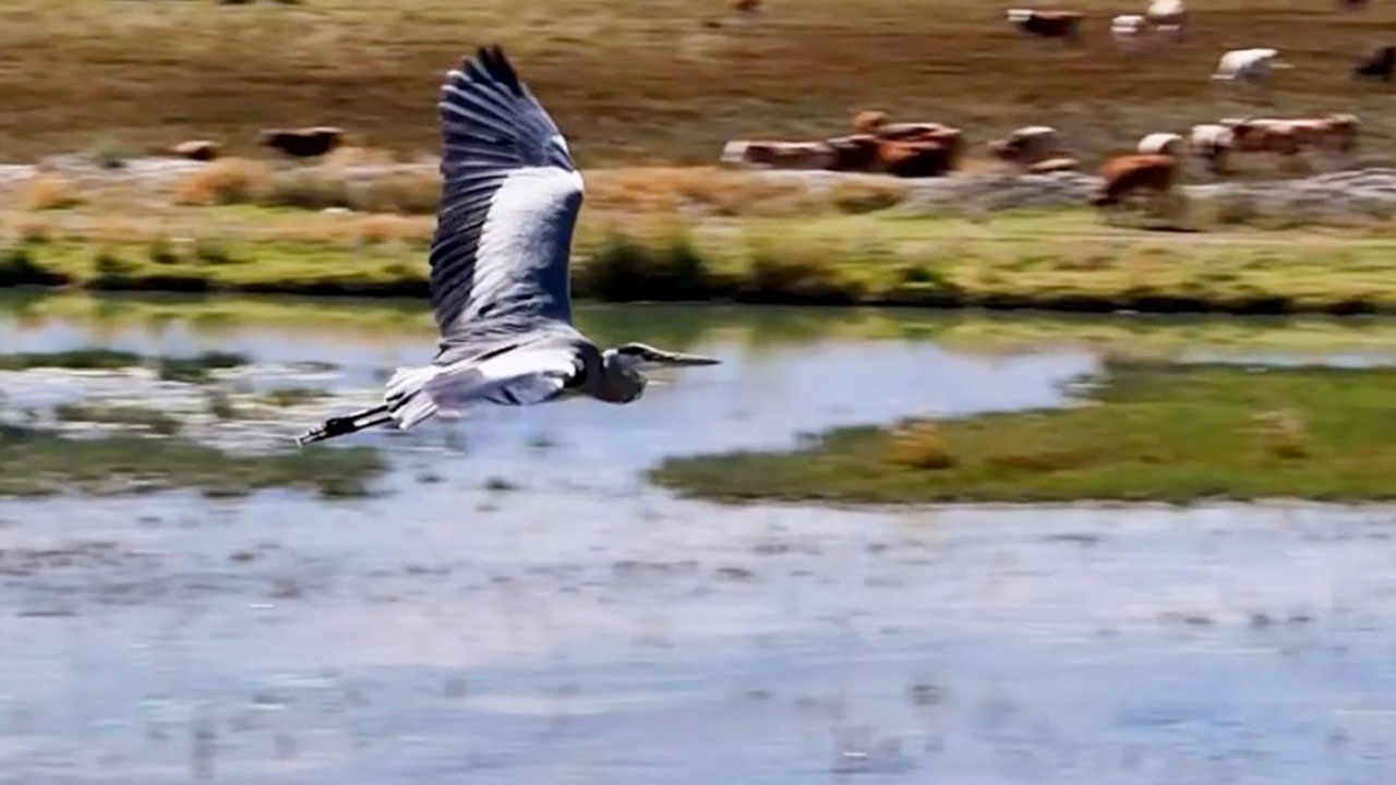 Foto - Göçmen kuşların rotası! Binlerce kilometrelik yolculuk burada kaydediliyor