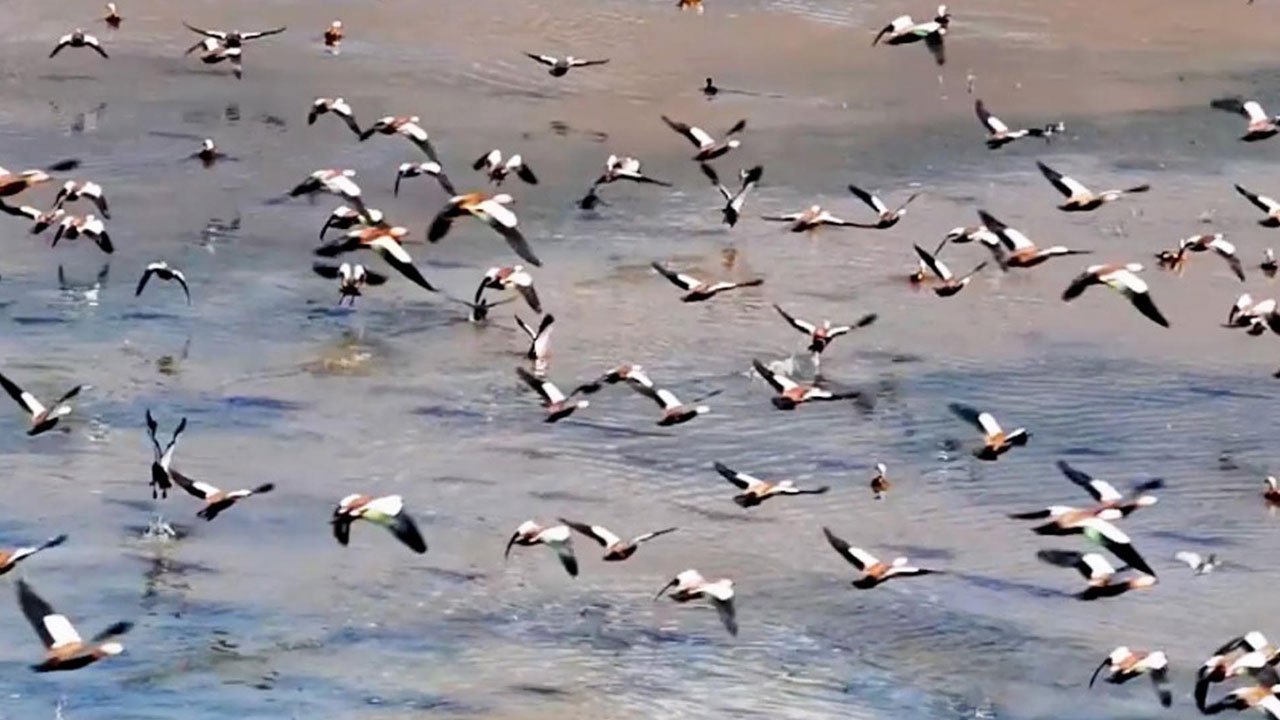 Göçmen kuşların rotası! Binlerce kilometrelik yolculuk burada kaydediliyor