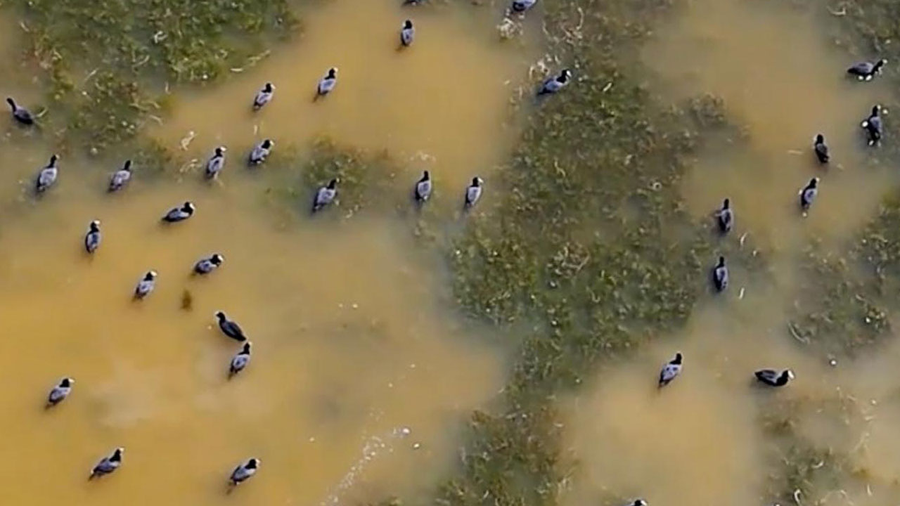 Foto - Göçmen kuşların rotası! Binlerce kilometrelik yolculuk burada kaydediliyor