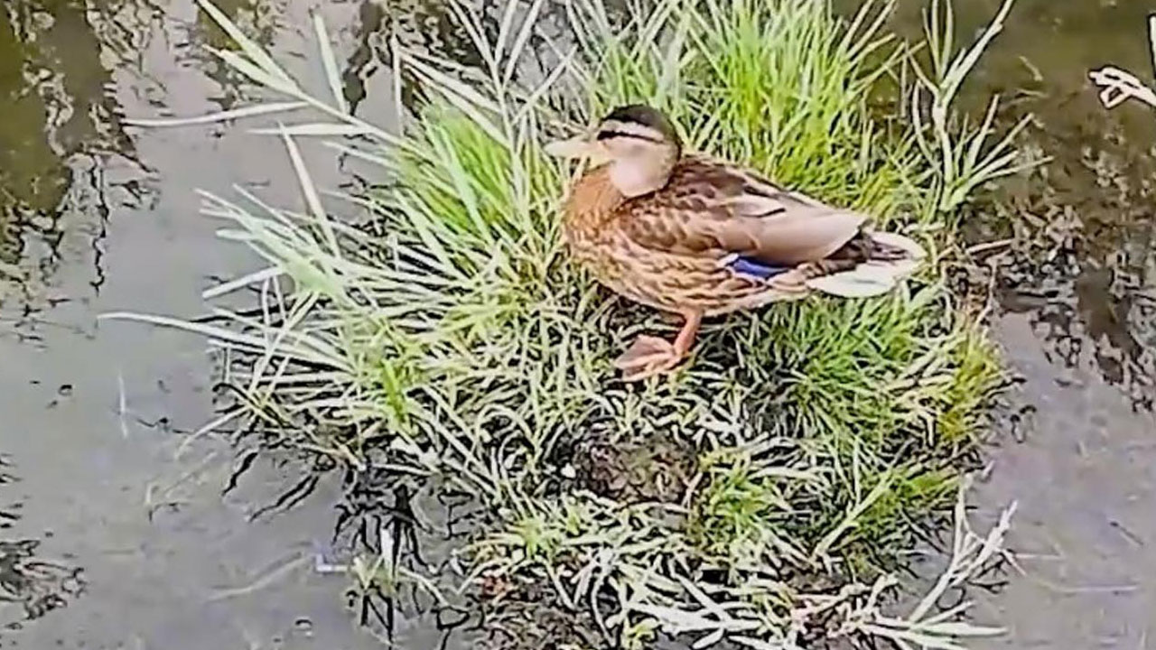 Foto - Göçmen kuşların rotası! Binlerce kilometrelik yolculuk burada kaydediliyor