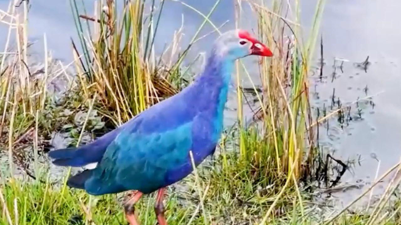 Foto - Göçmen kuşların rotası! Binlerce kilometrelik yolculuk burada kaydediliyor