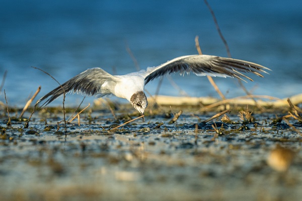 Foto - Göçmen kuşların sonbahar yolculuğu başladı