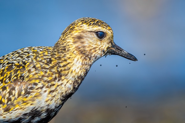 Foto - Göçmen kuşların sonbahar yolculuğu başladı