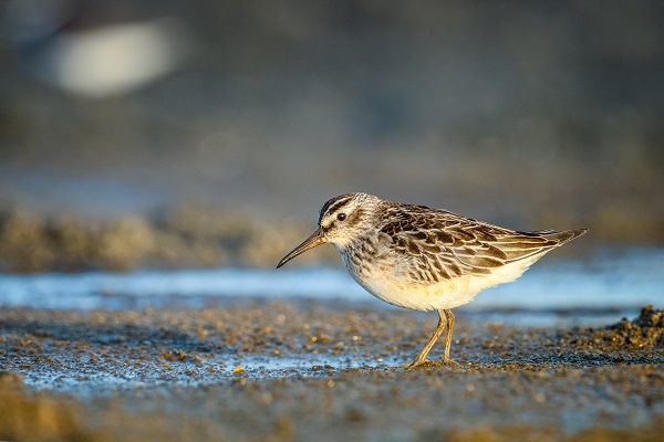 Foto - Göçmen kuşların sonbahar yolculuğu başladı