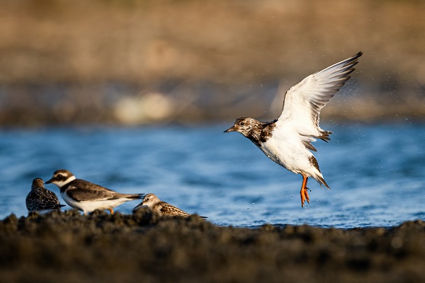 Foto - Göçmen kuşların sonbahar yolculuğu başladı