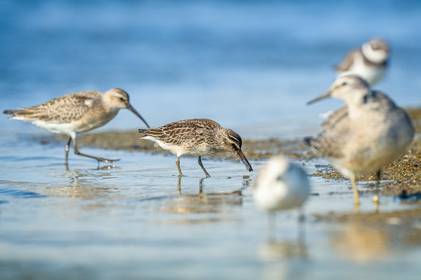 Foto - Göçmen kuşların sonbahar yolculuğu başladı