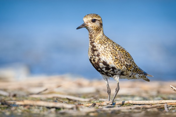 Foto - Göçmen kuşların sonbahar yolculuğu başladı
