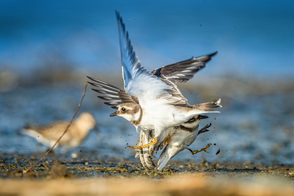 Foto - Göçmen kuşların sonbahar yolculuğu başladı