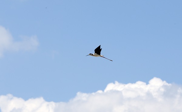 Foto - Göçmen kuşların uğrak noktası: Muş Ovası