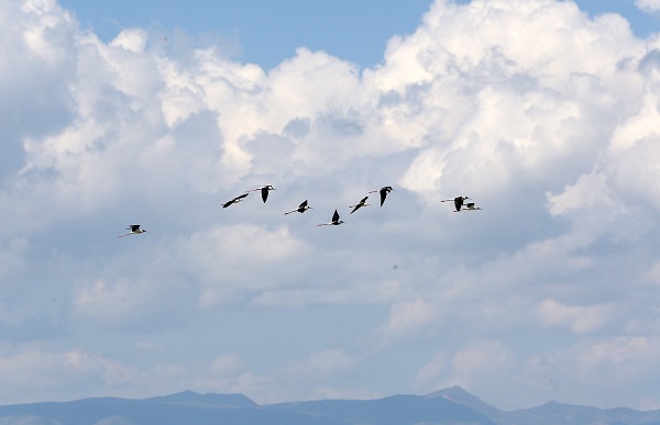 Foto - Göçmen kuşların uğrak noktası: Muş Ovası