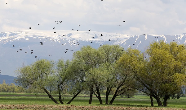 Foto - Göçmen kuşların uğrak noktası: Muş Ovası