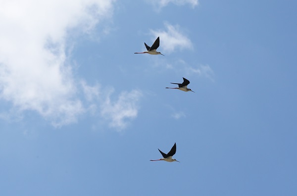 Foto - Göçmen kuşların uğrak noktası: Muş Ovası