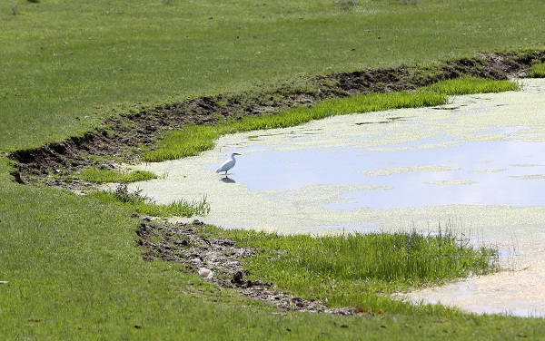 Foto - Göçmen kuşların uğrak noktası: Muş Ovası