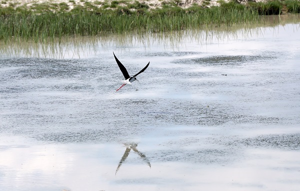 Foto - Göçmen kuşların uğrak noktası: Muş Ovası