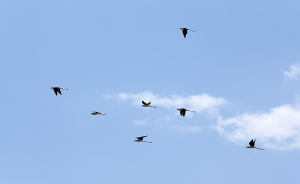 Foto - Göçmen kuşların uğrak noktası: Muş Ovası