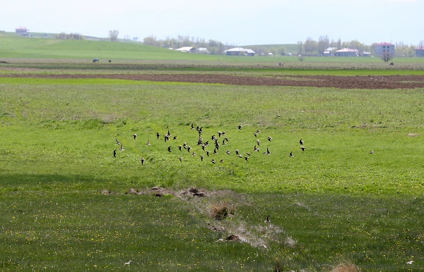 Foto - Göçmen kuşların uğrak noktası: Muş Ovası