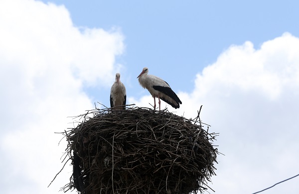 Foto - Göçmen kuşların uğrak noktası: Muş Ovası
