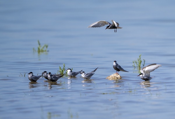 Foto - Göçmen kuşların uğrak noktası: Sel Kapanı
